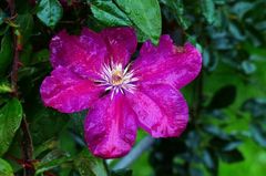 Clematis auslichten