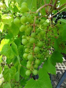 Weinrebenpflege