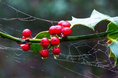 Geschützt, giftig, glänzend