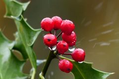 Ilex, Weihnachtsstern & Co.