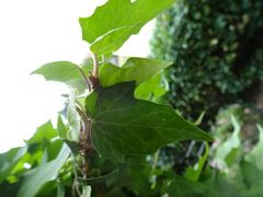 B&auml;ume in Gefahr?