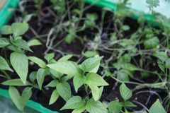 Saatgut pr&uuml;fen, alte Erde sterilisieren