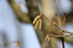 Haselnuss aufh&uuml;bschen