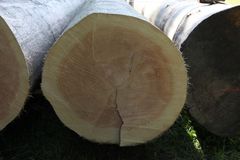 Ringe z&auml;hlen, Alter erfahren