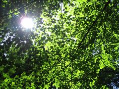 Ein fast vergessener Waldbetrieb