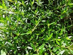 Kraut mag's sonnenreich und windgeschützt