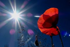 Nicht alle beten die Sonne an...