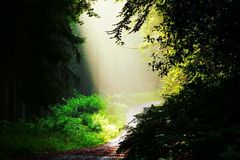 Wald wirkt Wunder