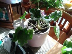 Heizzeit, Schimmelzeit