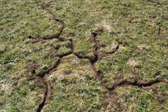 W&uuml;hlmaus oder Maulwurf?