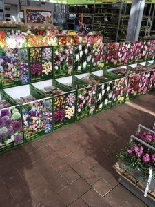 Hyazinthe, Lilie, Krokus