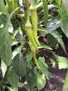 Heiß, heißer, Chili