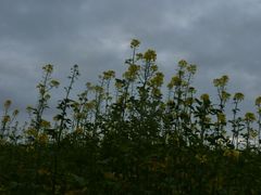 Pollen kein Thema...