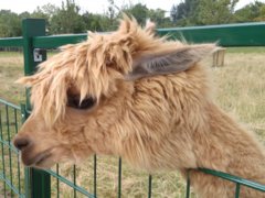 Miese Tage für die Frisur