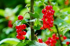 Winterschnitt Johannisbeere