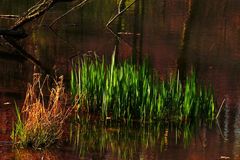 Jetzt Teiche auf Vordermann bringen!