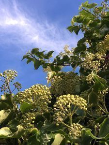 Rosen und Efeu