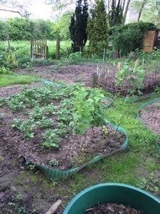 Beet frei für den Radicchio!