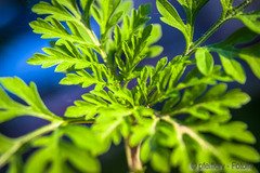 Pollenflug in den letzten Zügen?