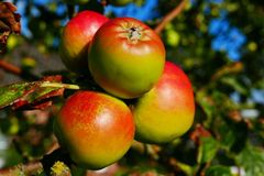Äpfel schon wieder mehlig?