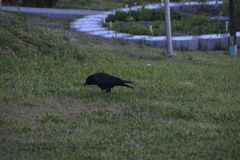 Regenwürmer in Gefahr