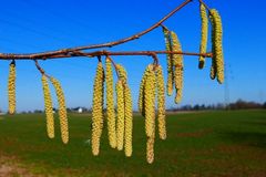 Pollen starten durch