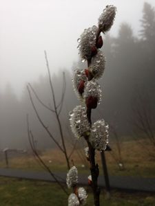 Pollen haben's schwer