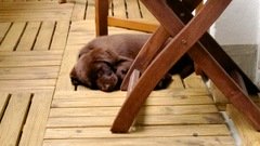 Hundstage - nicht nur für uns Menschen!