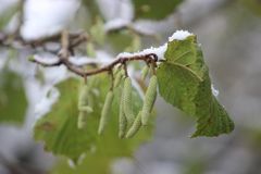 Hasel fliegt bereits