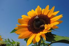 Vorziehen von Sonnenblumen