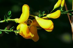 Wasserknappheit im Garten