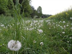 Wetter Thale 30TageVorhersage Donnerwetter.de
