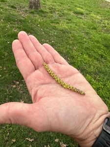 Birke startet durch!