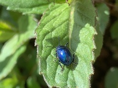 Auff&auml;lliger Sch&auml;dling an Minzpflanzen