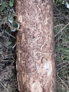 Bedrohte Fichtenw&auml;lder: Milliardensch&auml;den durch Borkenk&auml;fer bef&uuml;rchtet