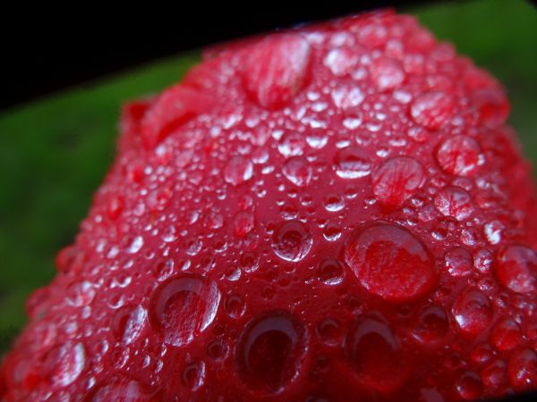 Regentropfen auf einer Tulpe